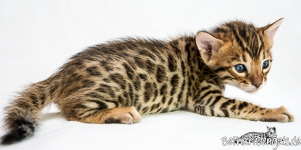 Bengal Kitten